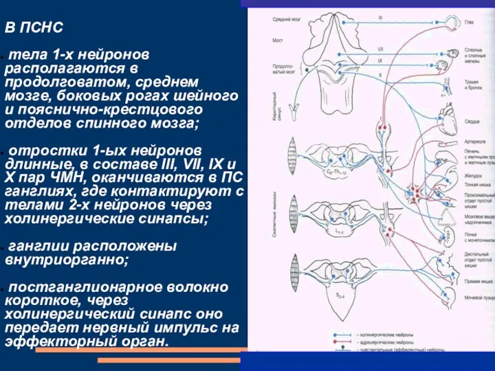 В ПСНС тела 1-х нейронов располагаются в продолговатом, среднем мозге,