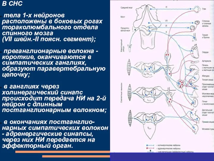 В СНС тела 1-х нейронов расположены в боковых рогах тораколюмбального