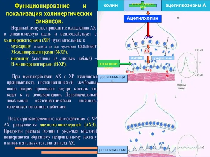 холин ацетилкоэнзим А холинацетилаза Ацетилхолин депо М-хр М-хр Н-хр холинэстераза холин уксусн. к-та реполяризация деполяризация