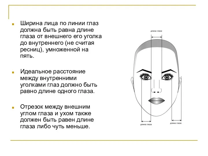 Ширина лица по линии глаз должна быть равна длине глаза