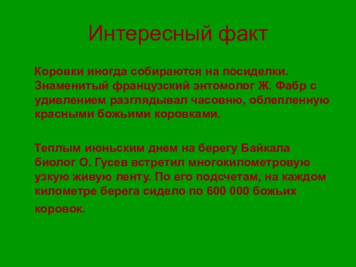 Интересный факт Коровки иногда собираются на посиделки. Знаменитый французский энтомолог