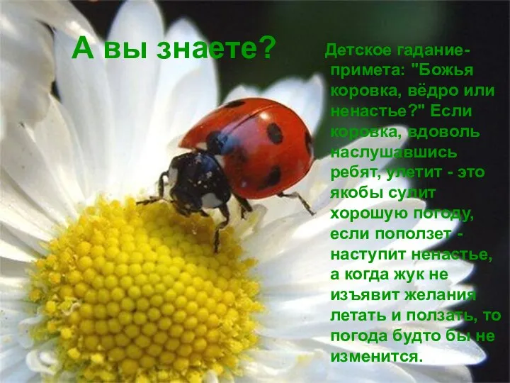 А вы знаете? Детское гадание-примета: "Божья коровка, вёдро или ненастье?"