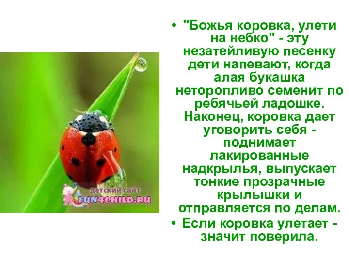 "Божья коровка, улети на небко" - эту незатейливую песенку дети напевают, когда алая