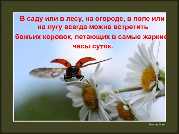 В саду или в лесу, на огороде, в поле или