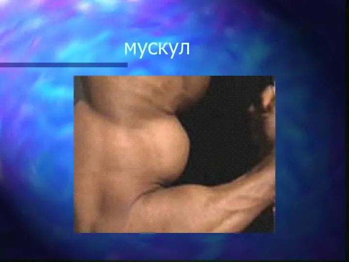 мускул
