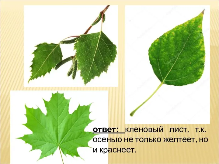 ответ: кленовый лист, т.к. осенью не только желтеет, но и краснеет.