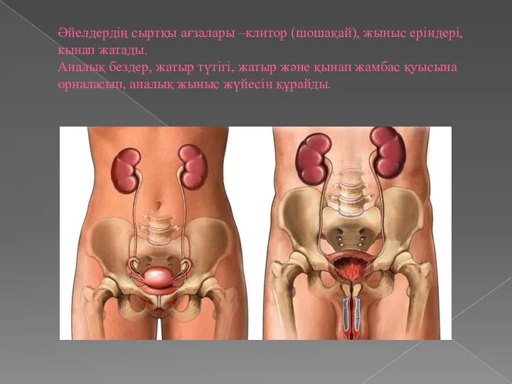 Әйелдердің сыртқы ағзалары –клитор (шошақай), жыныс еріндері, кынап жатады. Аналық