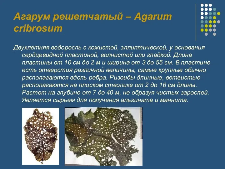 Агарум решетчатый – Agarum cribrosum Двухлетняя водоросль с кожистой, эллиптической,