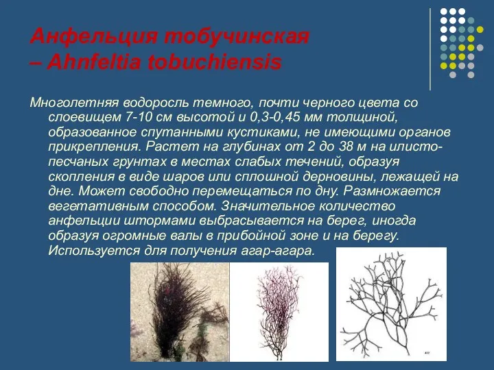 Анфельция тобучинская – Ahnfeltia tobuchiensis Многолетняя водоросль темного, почти черного