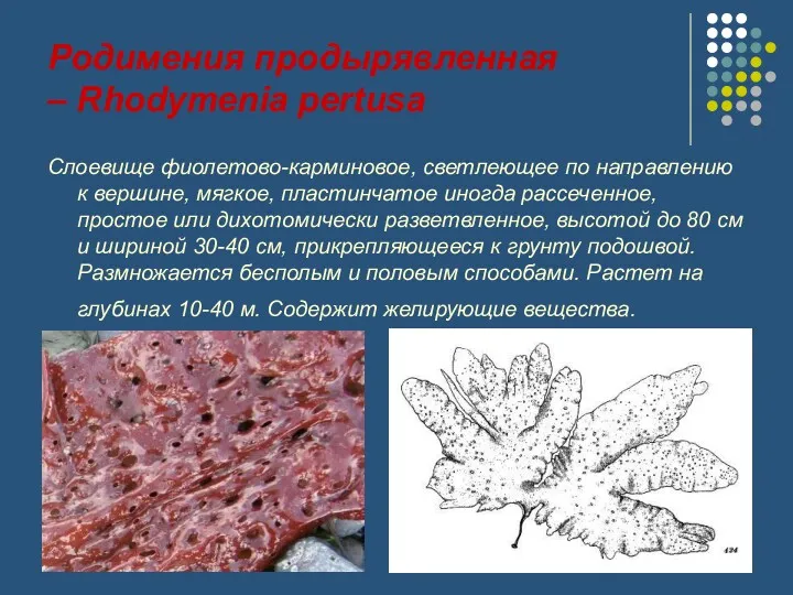 Родимения продырявленная – Rhodymenia pertusa Слоевище фиолетово-карминовое, светлеющее по направлению