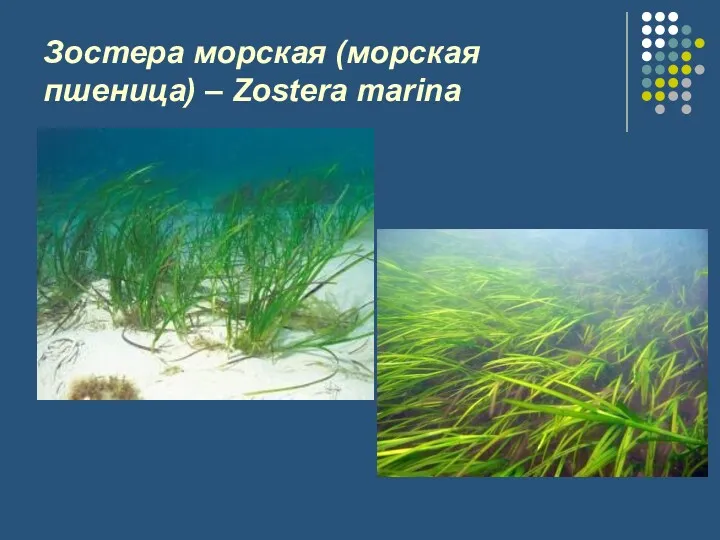 Зостера морская (морская пшеница) – Zostera marina