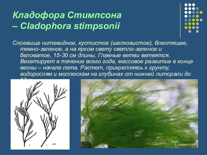 Кладофора Стимпсона – Cladophora stimpsonii Слоевище нитевидное, кустистое (шелковистое), блестящее,