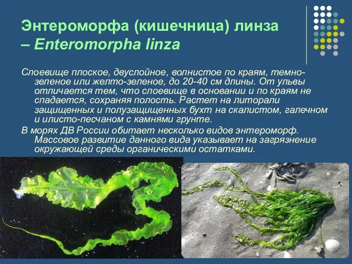 Энтероморфа (кишечница) линза – Enteromorpha linza Слоевище плоское, двуслойное, волнистое