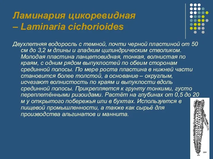 Ламинария цикоревидная – Laminaria cichorioides Двухлетняя водоросль с темной, почти