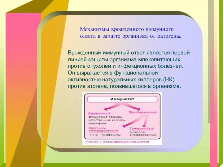 Механизмы врожденного иммунного ответа в защите организма от патогена. Врожденный