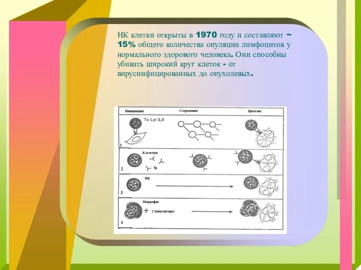 НК клетки открыты в 1970 году и составляют ~ 15%
