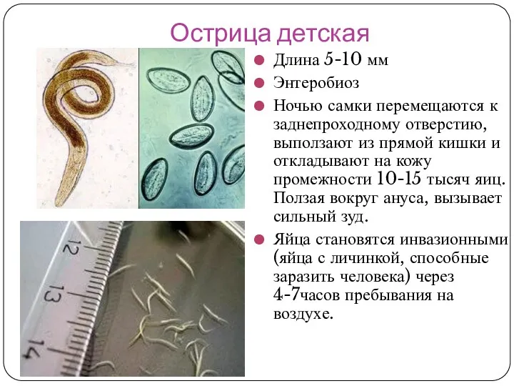 Острица детская Длина 5-10 мм Энтеробиоз Ночью самки перемещаются к