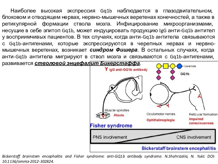 Bickerstaff brainstem encephalitis and Fisher syndrome: anti-GQ1b antibody syndrome. N.Shahrizalia,