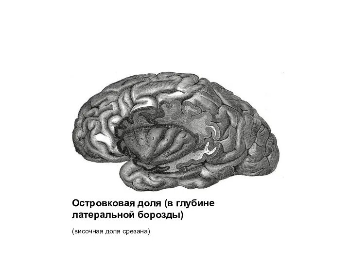 Островковая доля (в глубине латеральной борозды) (височная доля срезана)