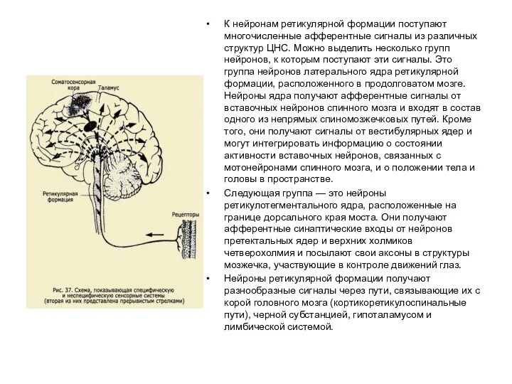 К нейронам ретикулярной формации поступают многочисленные афферентные сигналы из различных