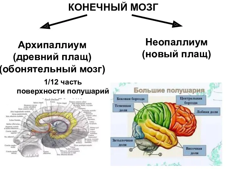 КОНЕЧНЫЙ МОЗГ Архипаллиум (древний плащ) (обонятельный мозг) Неопаллиум (новый плащ) 1/12 часть поверхности полушарий у человека