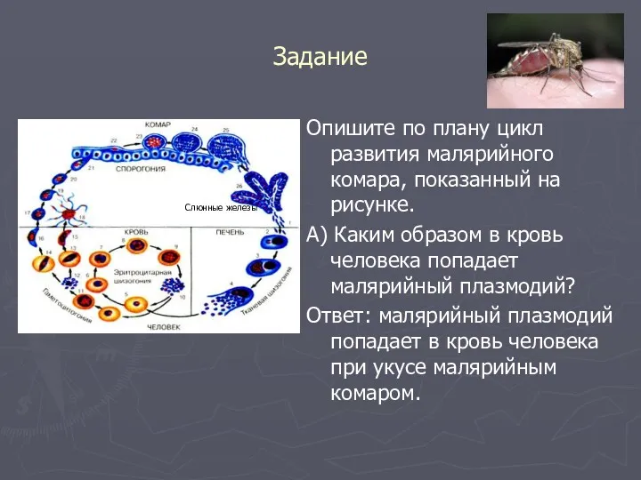 Задание Опишите по плану цикл развития малярийного комара, показанный на