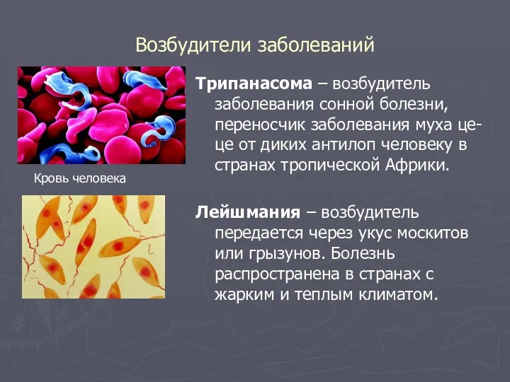 Возбудители заболеваний Трипанасома – возбудитель заболевания сонной болезни, переносчик заболевания