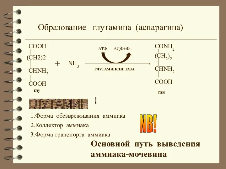 Образование глутамина (аспарагина)