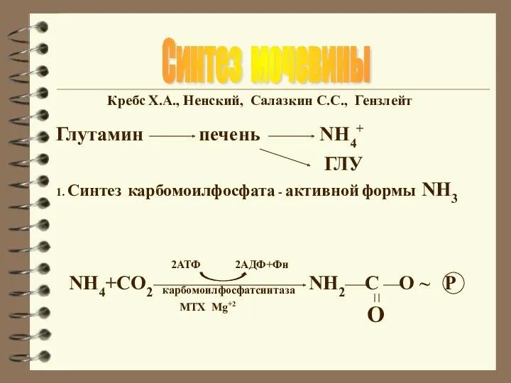 Синтез мочевины Кребс Х.А., Ненский, Салазкин С.С., Гензлейт Глутамин печень