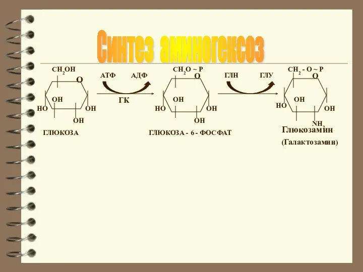 Синтез аминогексоз О ОН ОН ОН НО CH2OH O НО