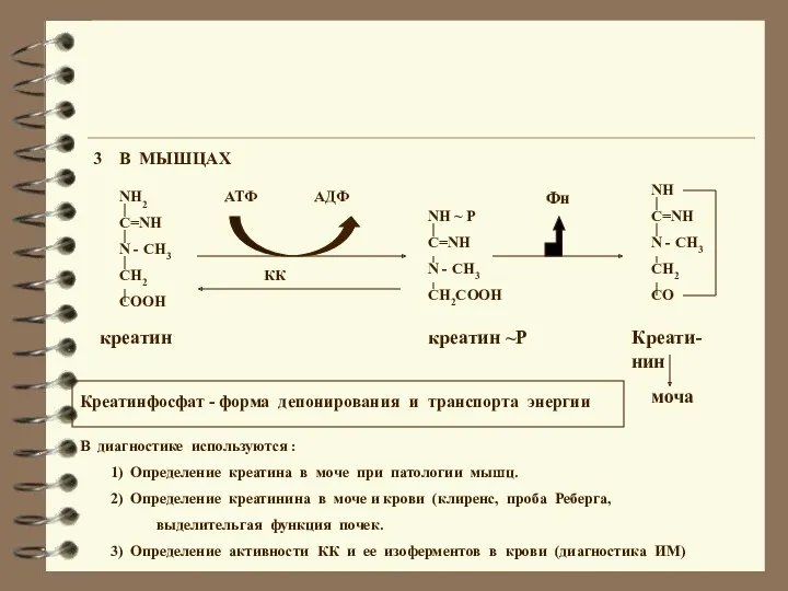 3 В МЫШЦАХ В диагностике используются : 1) Определение креатина