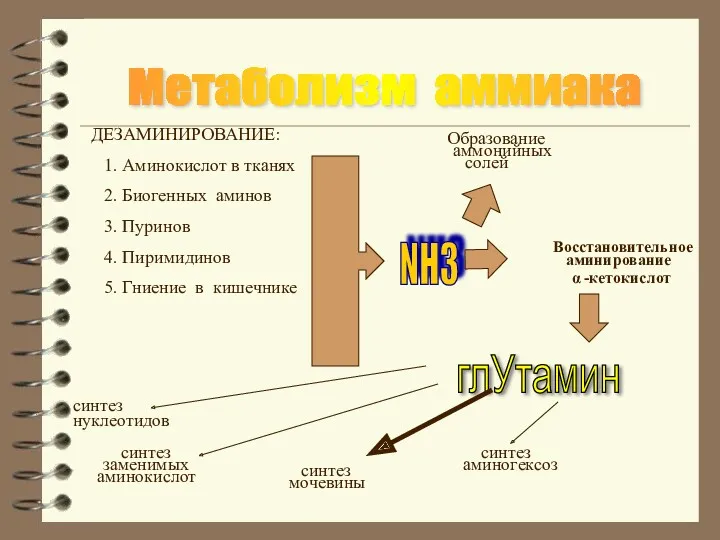 Метаболизм аммиака NH3 ДЕЗАМИНИРОВАНИЕ: 1. Аминокислот в тканях 2. Биогенных