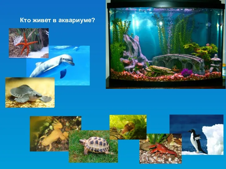 Кто живет в аквариуме?