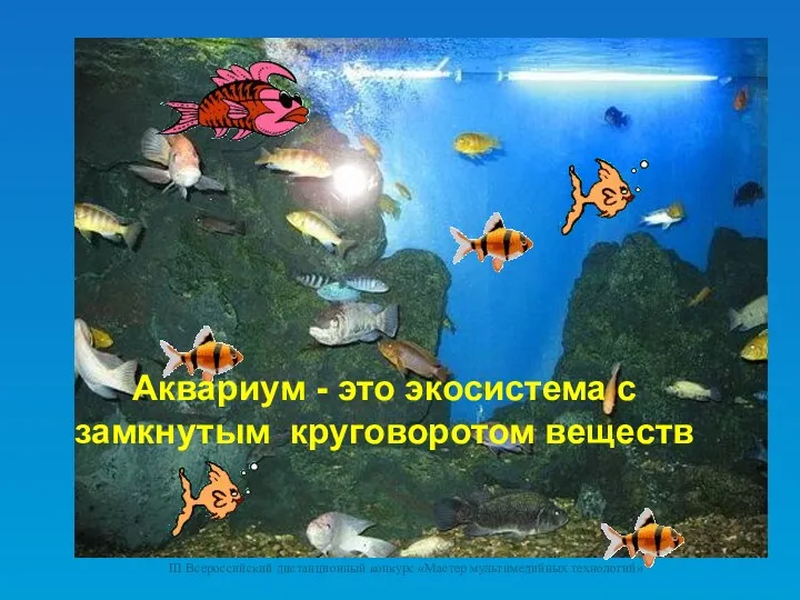 Аквариум - это экосистема с замкнутым круговоротом веществ III Всероссийский дистанционный конкурс «Мастер мультимедийных технологий»