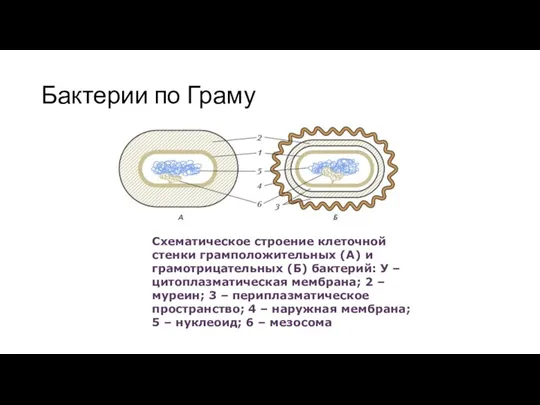 Бактерии по Граму Схематическое строение клеточной стенки грамположительных (А) и