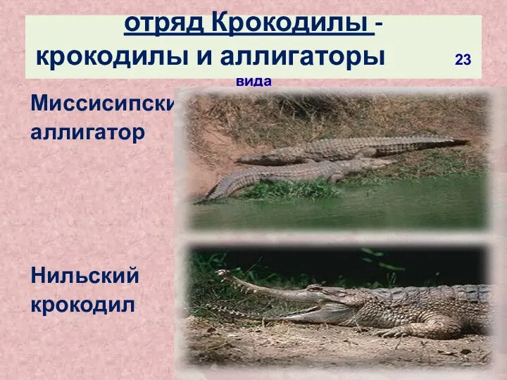 отряд Крокодилы - крокодилы и аллигаторы 23 вида Миссисипский аллигатор Нильский крокодил