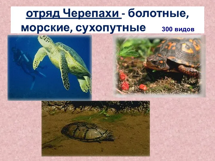 отряд Черепахи - болотные, морские, сухопутные 300 видов