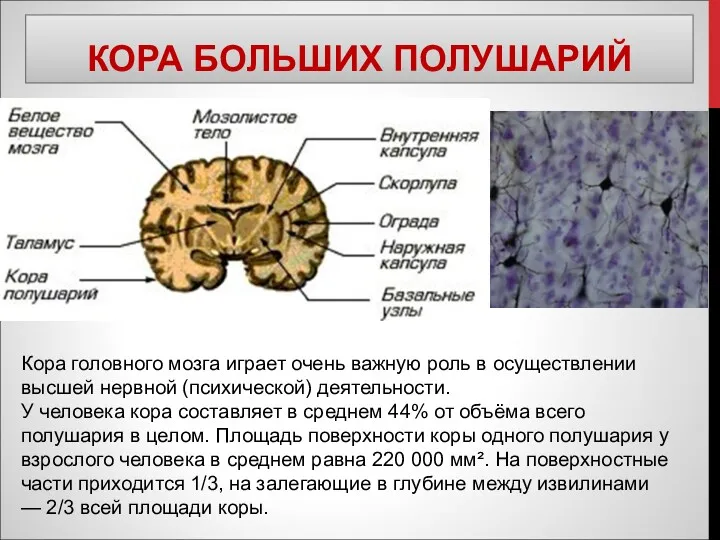 КОРА БОЛЬШИХ ПОЛУШАРИЙ Кора головного мозга играет очень важную роль в осуществлении высшей