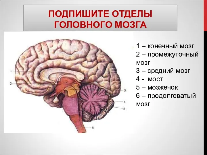 ПОДПИШИТЕ ОТДЕЛЫ ГОЛОВНОГО МОЗГА 1 – конечный мозг 2 – промежуточный мозг 3