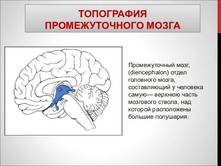 ТОПОГРАФИЯ ПРОМЕЖУТОЧНОГО МОЗГА Промежуточный мозг, (diencephalon) отдел головного мозга, составляющий