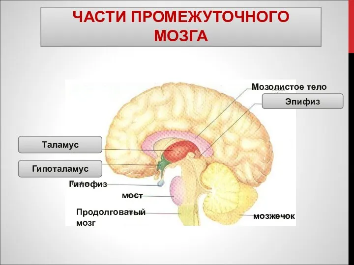 ЧАСТИ ПРОМЕЖУТОЧНОГО МОЗГА Эпифиз Гипоталамус Таламус Гипофиз мост мозжечок Продолговатый мозг Мозолистое тело