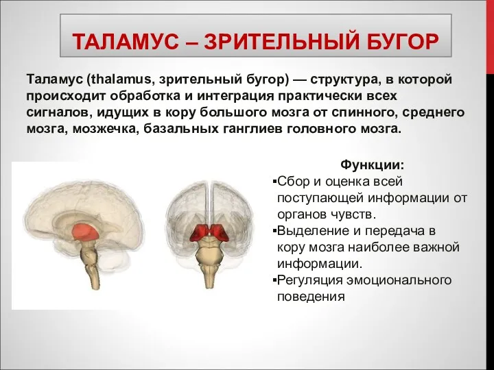 ТАЛАМУС – ЗРИТЕЛЬНЫЙ БУГОР Таламус (thalamus, зрительный бугор) — структура, в которой происходит