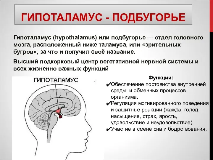ГИПОТАЛАМУС - ПОДБУГОРЬЕ Гипоталамус (hypothalamus) или подбугорье — отдел головного