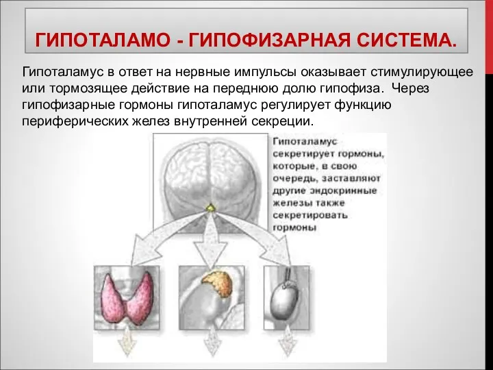 ГИПОТАЛАМО - ГИПОФИЗАРНАЯ СИСТЕМА. Гипоталамус в ответ на нервные импульсы