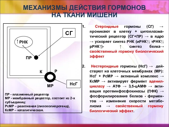 МЕХАНИЗМЫ ДЕЙСТВИЯ ГОРМОНОВ НА ТКАНИ МИШЕНИ Стероидные гормоны (СГ) →