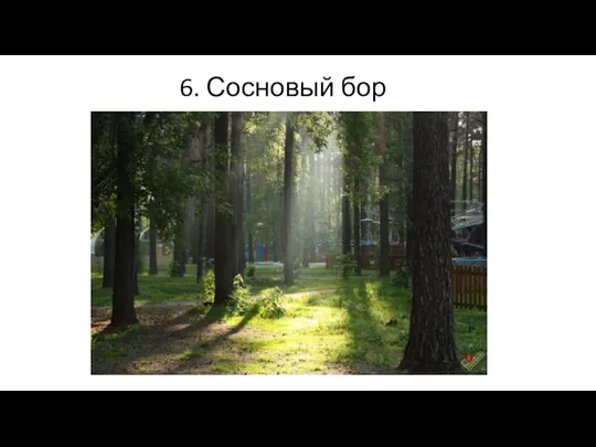 6. Сосновый бор