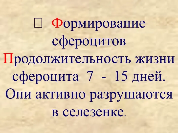 ? Формирование сфероцитов Продолжительность жизни сфероцита 7 - 15 дней. Они активно разрушаются в селезенке.