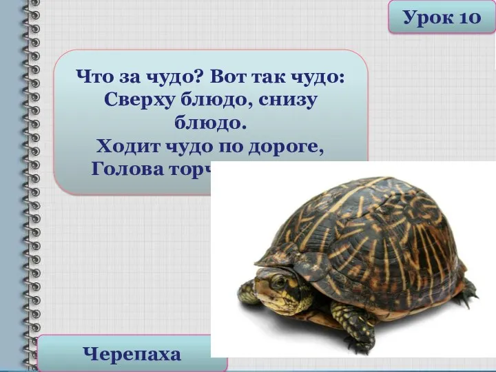 Что за чудо? Вот так чудо: Сверху блюдо, снизу блюдо.