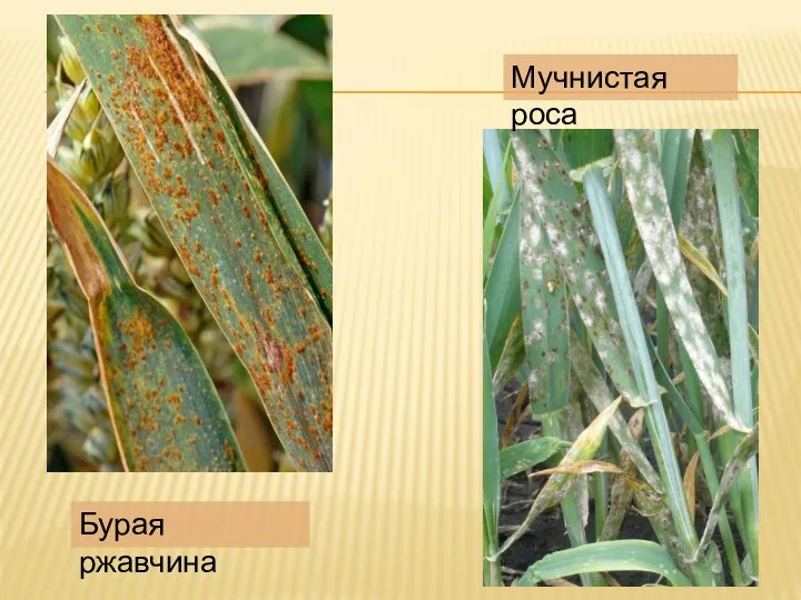 Бурая ржавчина Мучнистая роса