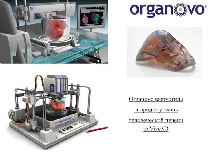 Organovo выпустила в продажу ткань человеческой печени exVive3D